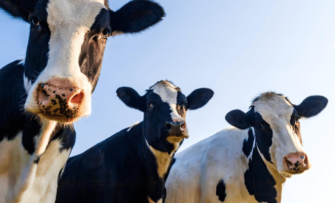 Nutrición, alimentación y formulación de dietas para rodeos lecheros