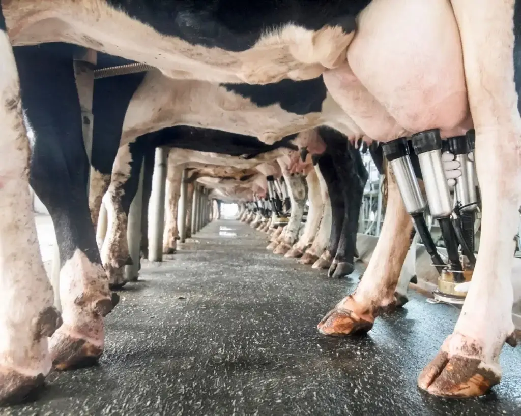 Diplomatura en Manejo Integrado de Sistemas Lecheros Intensivos